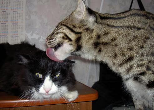 史上最震撼的“淘汰赛逆转”集锦,淘汰赛百科