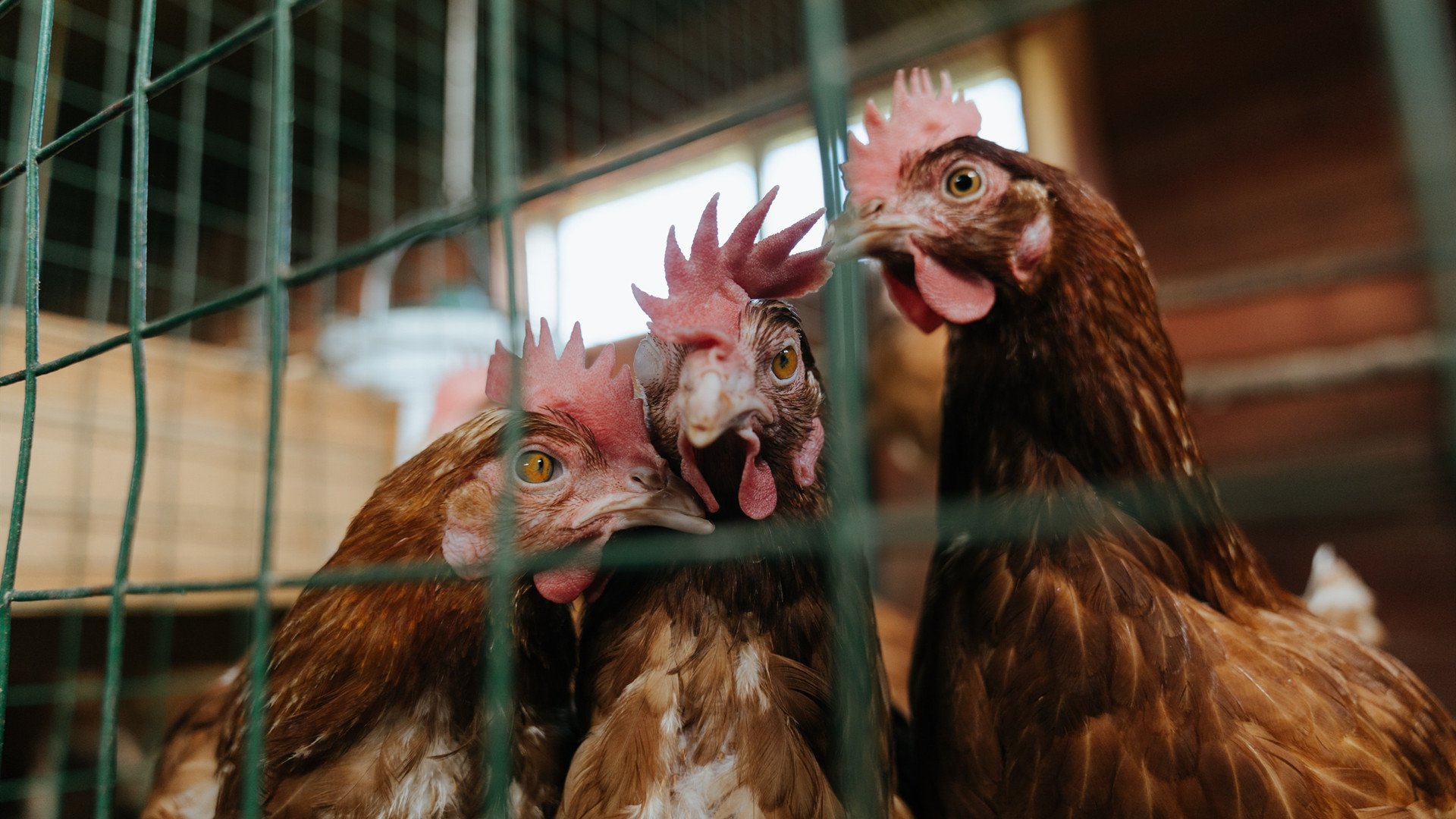 开云官方-墨西哥队员滑雪鞋踢足球？新战术引争议，墨西哥选手穿李宁