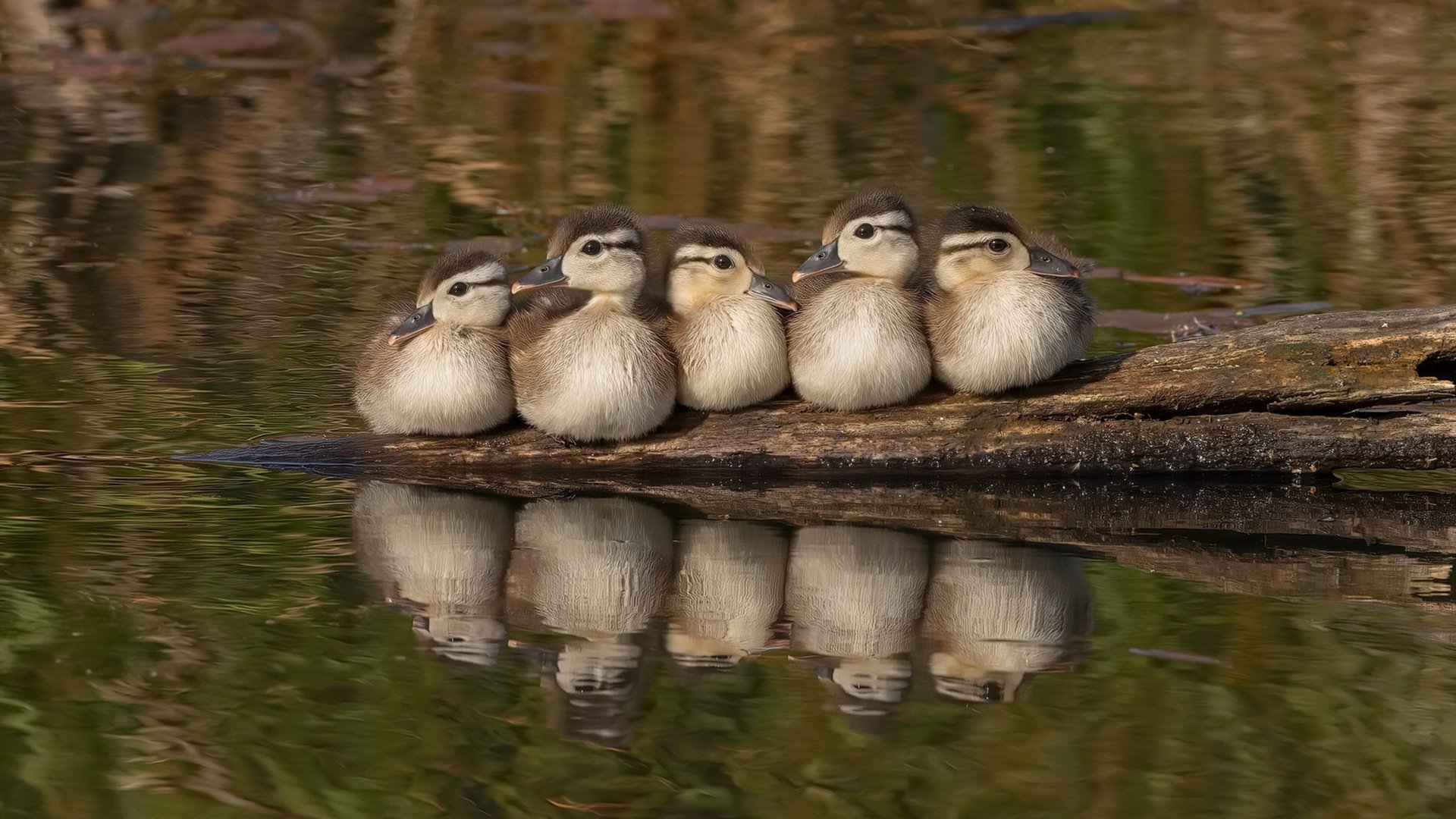 kaiyun开云·官方网站-广场舞赛事成为地方文化品牌，有特色的广场舞舞蹈比赛