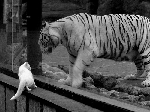 KAIYUN 中国大陆-摩纳哥攻势凶猛，冲击未来更高阶段，摩纳哥v4